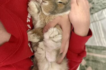 Neuter question: bad odor?