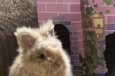 JellyBean guarding her castle 👑