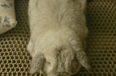 Submission for the perfect loaf