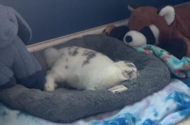 Bunny Nap Position