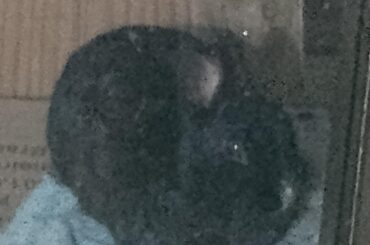 Love when my bun loafs
