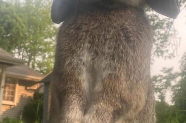 I have an unneutered male bunny rabbit as a pet AMA