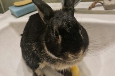 He jumped in my (still pretty hot) lasagne and got upset he needed a little rinse off 🤦‍♀️