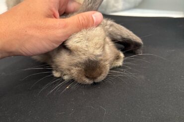 Scratches