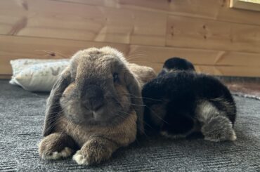 Cuddle buns