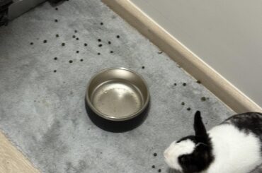Empty bowl=Protest poops 😤