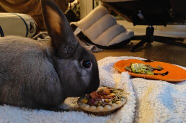 Help me identify his breed