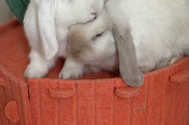 Bunny advice needed
