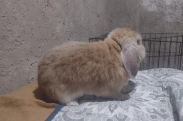 Is this a rabbit or a potato?