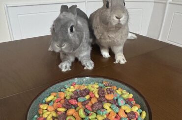 Silly rabbits