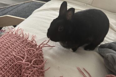 After moving at the end of September Miss Tiggles has finally used her ramp to get in the couch this morning. We’ve had some zoomies but I haven’t been able to capture them.