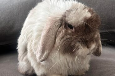 Skin and fur issues