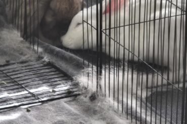 Love Birds uh um Bunnies