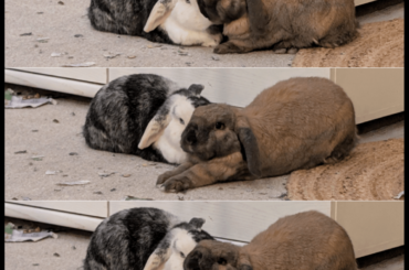 The Yawning of Time: A bun story in three parts