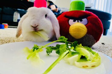 Lunch party Ba-boh. 🥳🎊🎉