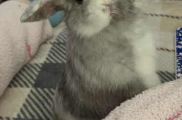 This is mavis