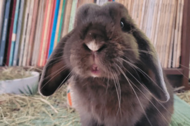 How can I refuse to give him treats?