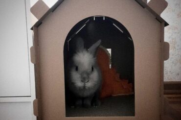 Leva's the boss in this household now 🏠 🐰