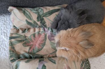 Help, my loaves don't fit into their baking pan