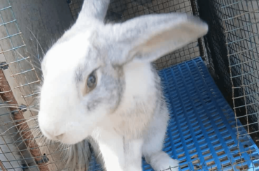 What breed of bunny is this?