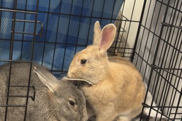 Looking for advice asap on MM bonded pair