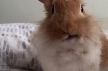 Captured while he was cleaning/licking his mouf :/