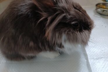 Rest in peace Peppar