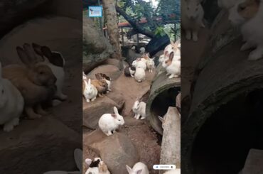 This is Why Rabbits are Funny #shorts #viral #trending
