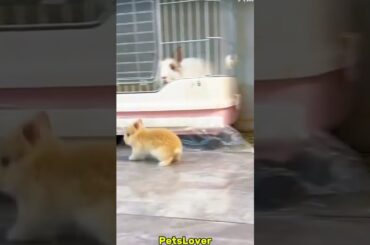 Cute Rabbit #rabbit #bunny #pets #petcare #petvideos #cute #animals #shorts