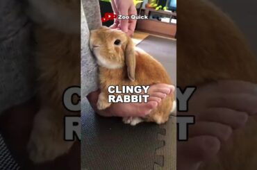 How Rabbits Show They Love You