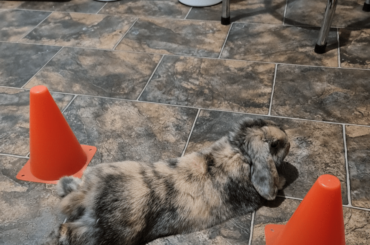 What rabbit? All I see is traffic cones 🤣