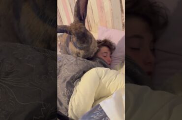 Rabbits Are HARDCORE  #Rabbits #Funny #Easter #Spring