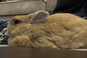 BELLY MASSAGE