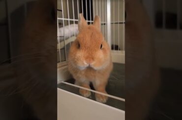 Cute Rabbit Yawing #rabbit #bunny #pets #petcare #petvideos #shorts