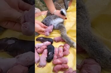 Rabbit growth - Baby Animals 1 To 21 Days