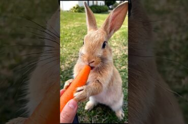 feeding carrot to a cute rabbit | little bunny nibbling carrot adorable video #rabbit #bunny #shorts