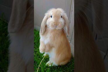 A cute bunny #cute #bunny #rabbit - boneka kelinci