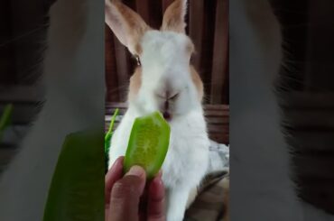 cute rabbit #rabbit #bunny #cute #cutebunny #pets #rabbitbaby #wheatgrass #kelincikreatif #pet