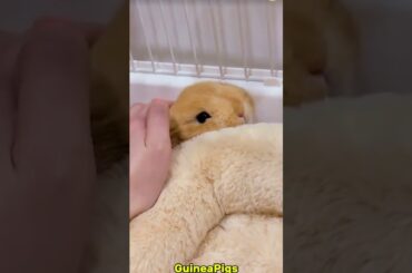 Cute Adorable Rabbits #rabbit #bunny #pets #petcare #petvideos #animals #shorts