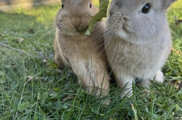 Hey get your own leaf! -Teddy probably