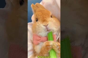 Cute Rabbits #rabbit #rabbits #bunny #pets #petcare #petvideos #animals #shorts