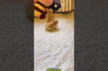 Cute Little Babies #rabbit #rabbits #bunny #cuterabbit #pets #petcare #petvideos #animals #shorts