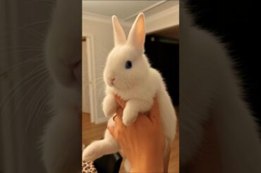 A cute bunny #cute #bunny #rabbit - boneka kelinci rabbit