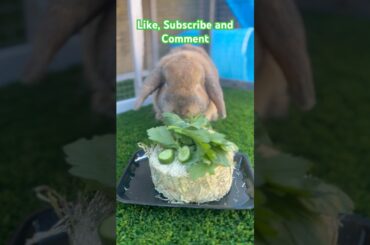 Do you think I’m cute? #cute #bunny #animal #rabbit #bunnycuteness #adorable #funnybunny #cutebunny