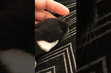 Meet Pumpernickel the baby bunny #babyanimals #bunny #pets #update #rabbit