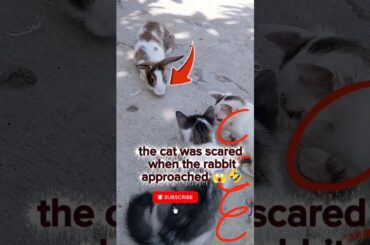 cats are afraid of rabbits #happybirthday #aicats #kitten #animalintelligence #funny #cute #rabbit