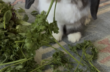 Cronch