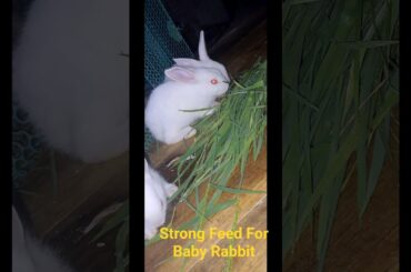 #safefoodforrabbit #rabbtibabyeat #rabbitbaby #little #bunny #babies #pet #cute #rabbit #khargosh