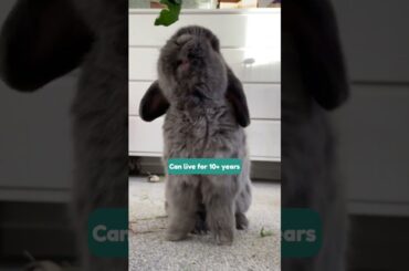 Pros and cons of Being a Rabbit Parent