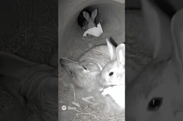 Baby Bunnies Surprise Their Mom with Cabbage Leaves